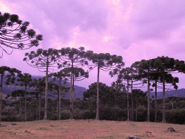 Sítio em Urubici/ casa em Urubici/ Terrenos em Urubici - Foto 13