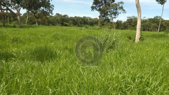 Fazenda 200 hectares na beirada br 070 - Foto 6