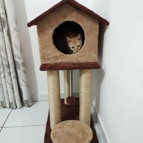 Casinha e arranhadores para gatos