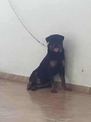 A procura de uma fêmea para cruzar