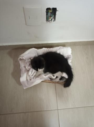 Gatinha para adoção