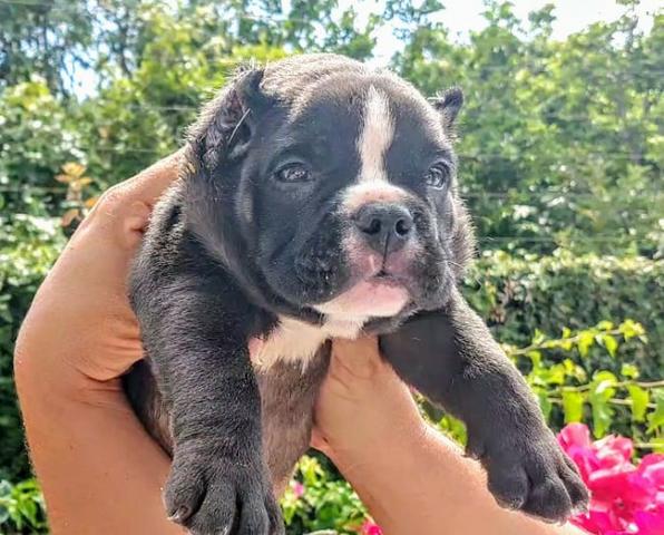 Filhotes de American bully - Foto 3