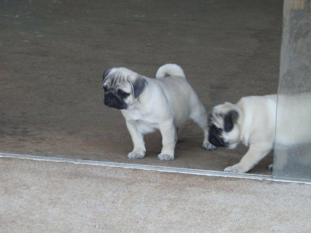 Filhotes De Pug Com GARANTIA