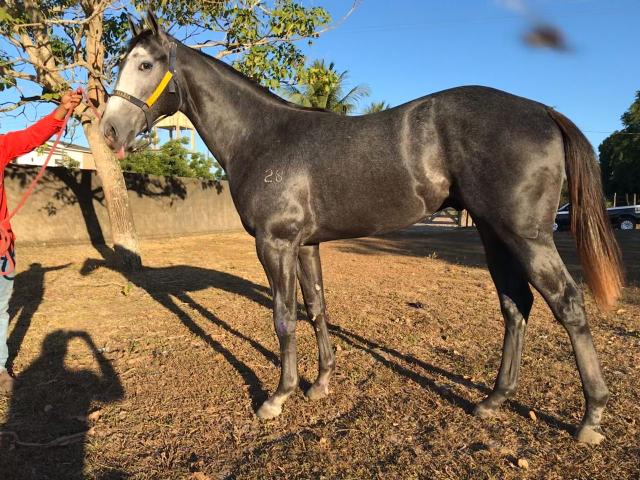 Filho da lenda roxao(É filho viu ) - Foto 2