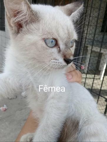 Adoção responsável de gatos - Foto 4