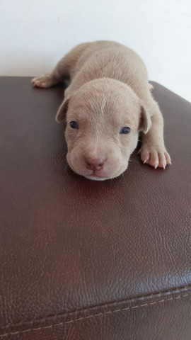 Pitbull filhote - Foto 2