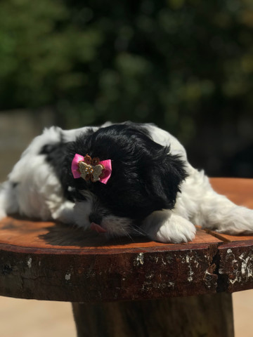 Linda Femêa de lhasa apso disponível pronta entrega - Foto 4