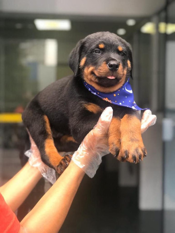 Para alegrar seu dia filhote de Rottweiler disponível