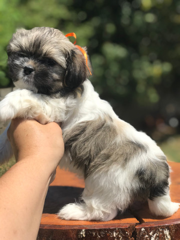 Lindo machinho de lhasa apso qualidade total - Foto 2