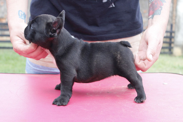 Filhote de Buldogue Frances Macho - Foto 4