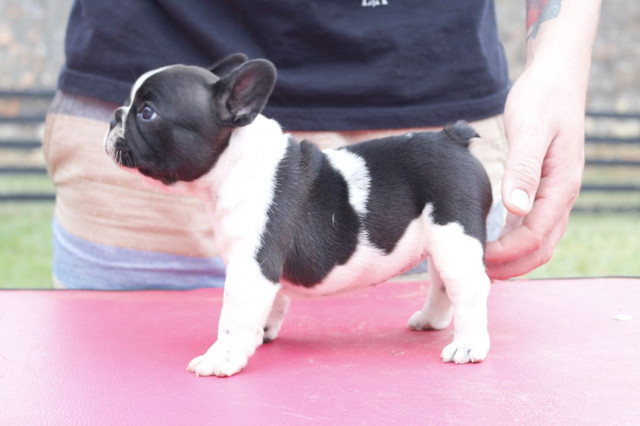 Filhote de Buldogue Frances Macho - Foto 3