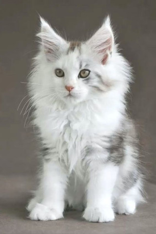 Maine Coon - Foto 3