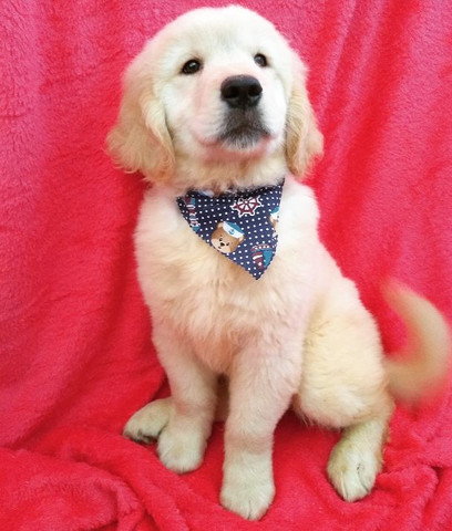 Golden Filhote com Pedigree - Foto 2