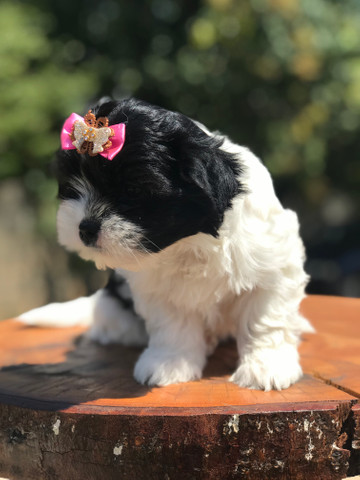Linda Femêa de lhasa apso disponível pronta entrega - Foto 2
