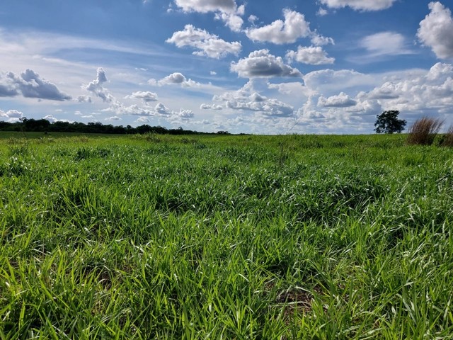 fazenda área 915 alqueires município de Abreulândia Tocantins - Foto 4