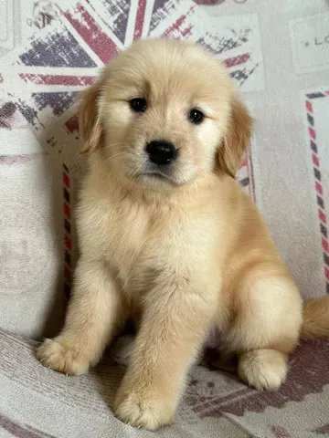 Golden Retriever bem fofinhos $$ - Cachorros e acessórios - Perdizes, São  Paulo 904740490