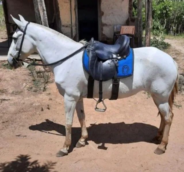 Vendo égua MM (Picado) 