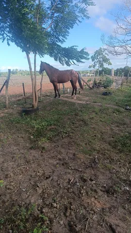 Cavalo de esteira - Cavalos e acessórios - Boca da Mata 1256655255