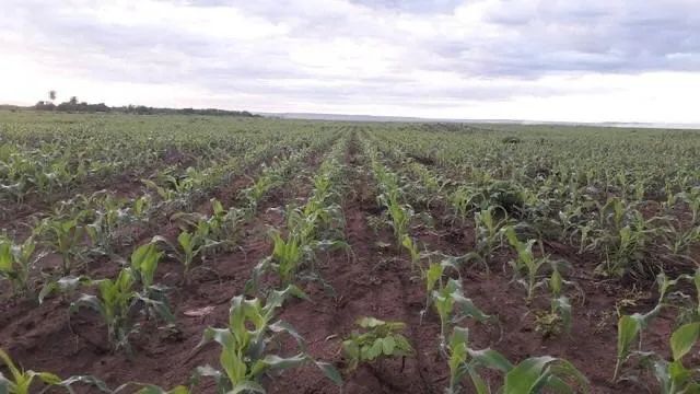 Fazenda de 16 mil hectares no Maranhão  - Foto 4