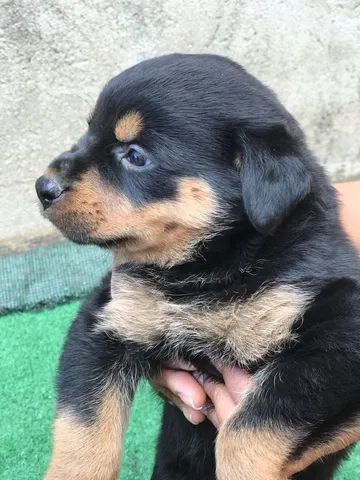Filhote de rottweiler cabeça de touro 