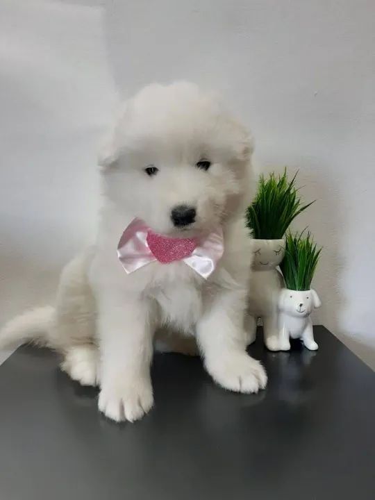 Linda Samoiedo a pronta entrega!