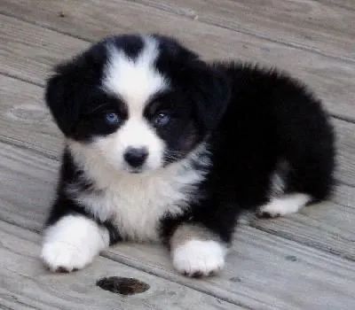 Border Collie Rápido e Leal