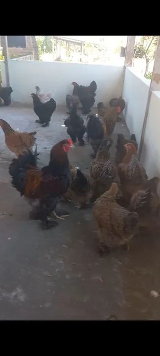 Galinhas Ornamentais-Brahma