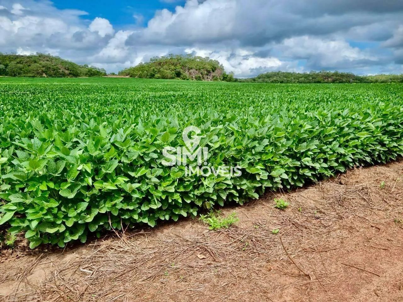 FAZENDA PLANTANDO SOJA NA REGIÃO DE PEDRO AFONSO-TO
