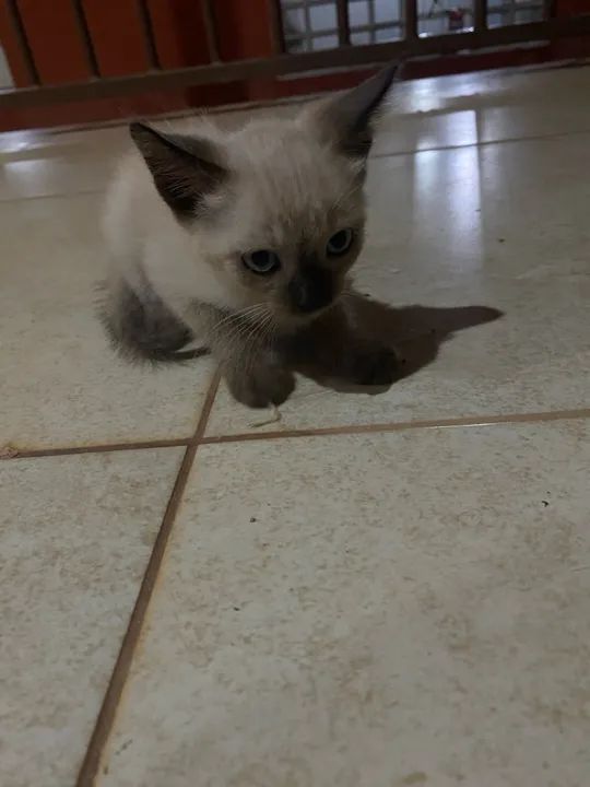 Doação responsável  - Foto 5