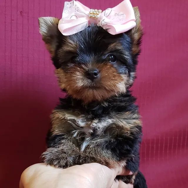 Yorkshire terrier sales mini toy olx