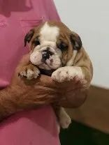 Bulldog Inglês branco/malhado/vermelho/red brindle, com garantias genéticas e suporte vet!