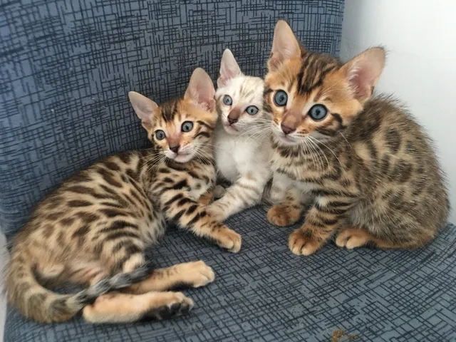 Savannah best sale cat olx