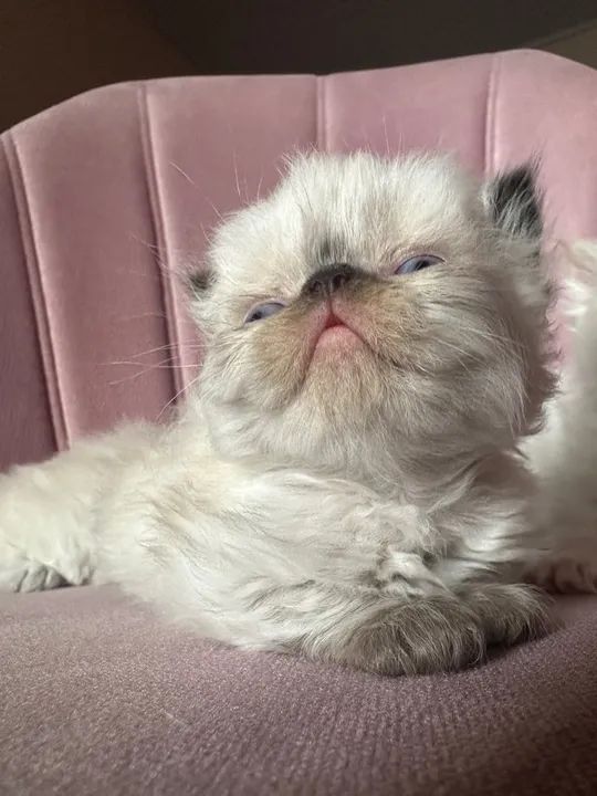 Lindos filhotes de gato persa - Foto 4