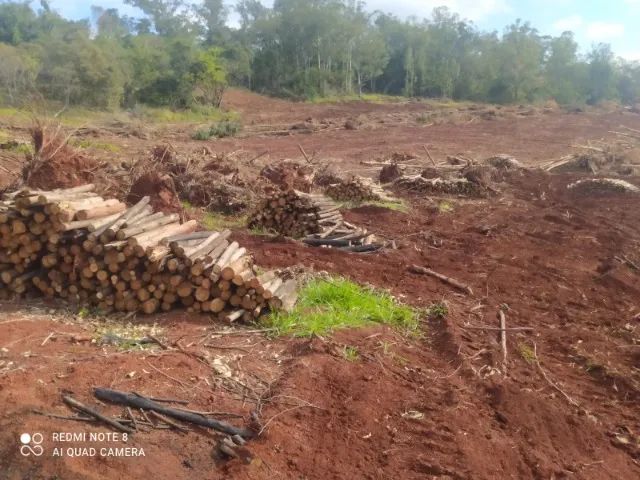 Lenhas secas eucalipto  - Foto 3