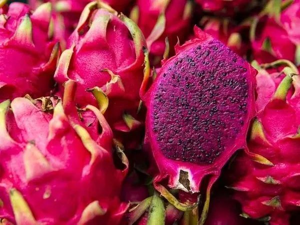 Mudas de Pitaya  - Foto 2