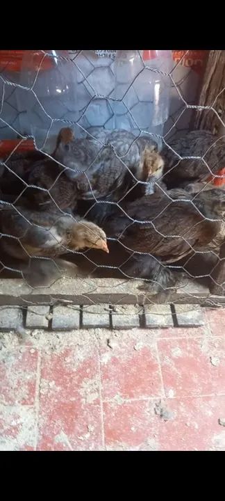 Galinhas Ornamentais-Brahma - Foto 5