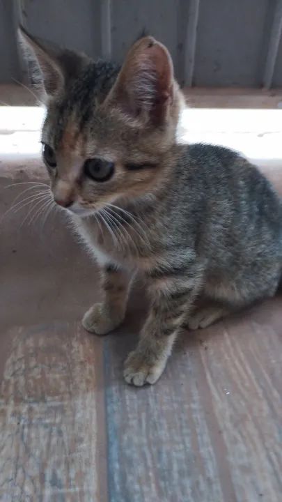 Gatinha disponível para adoção - Foto 2