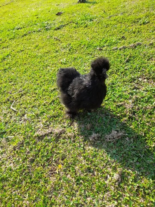 Galinha, galo,franga(o),pintinhos (filhotes)da raça ornamental sedosa do Japão. - Foto 6