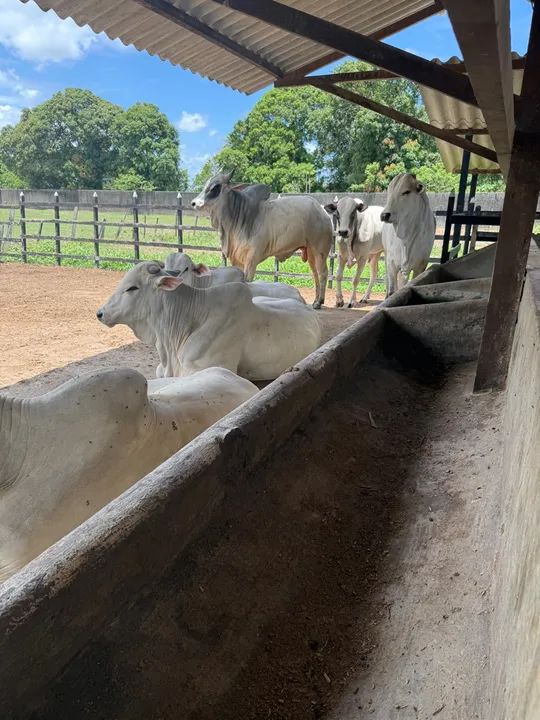 Gado Nelore para venda 