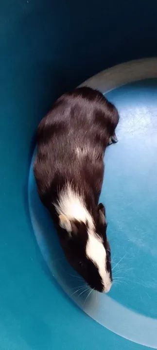 Filhotes de porquinhos da india - Foto 3