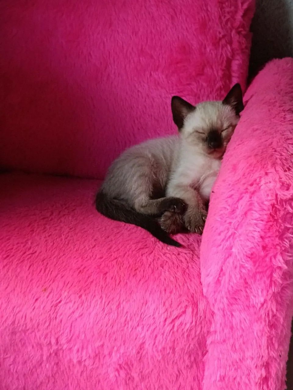 Doação de gato siamês.