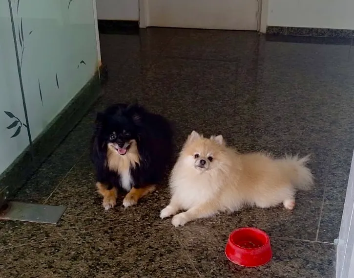 Lindos filhotes Spitz Alemão