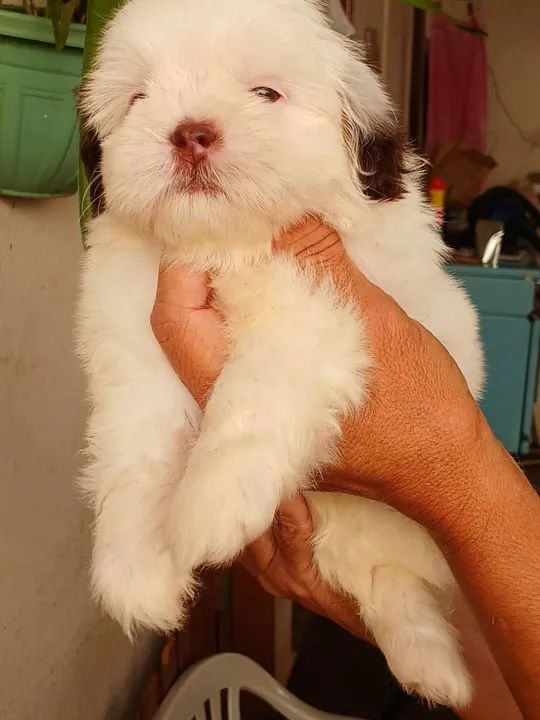 BBS de chitizu a pronta entrega  - Foto 3