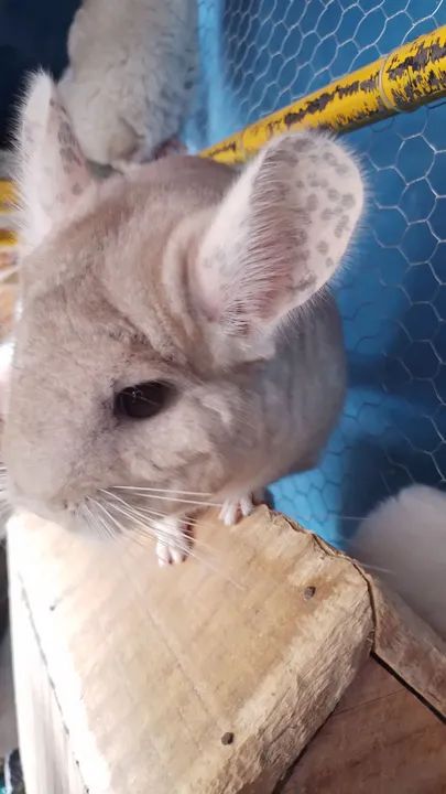 filhotes de chinchila  - Foto 5