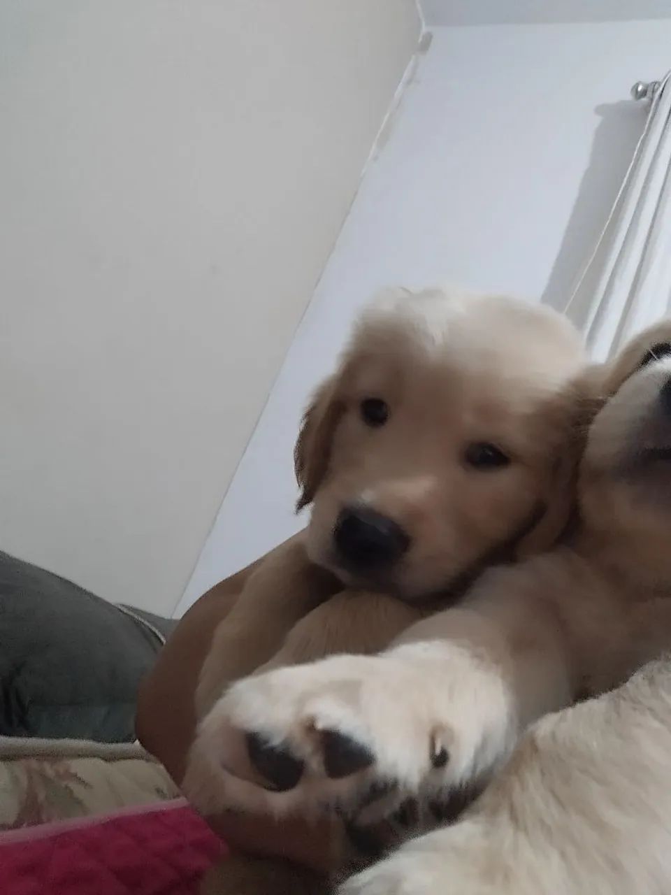 Golden Retriever  - Foto 2