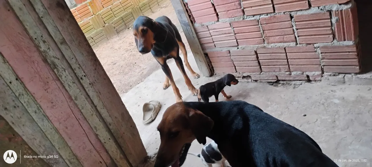 Cachorros foxhound-americano 