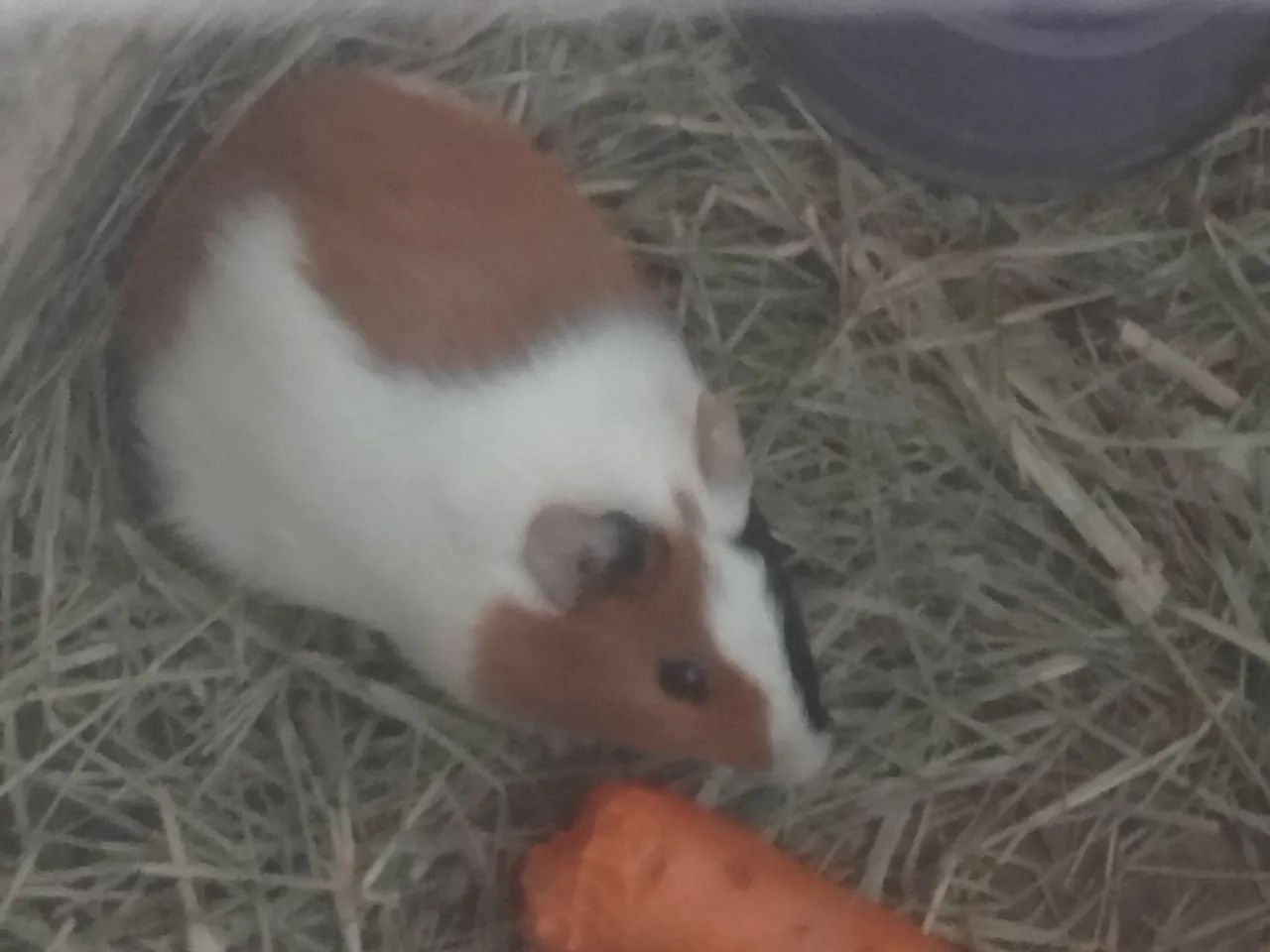 Porquinho da índia  - Foto 2