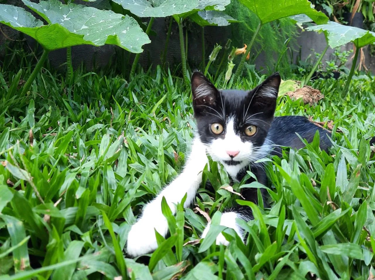 Gato macho 4 meses  - Foto 3