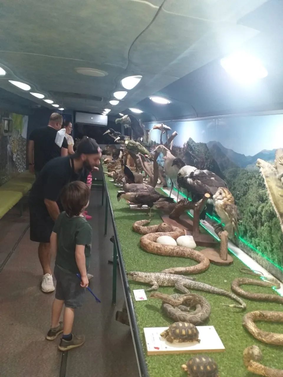 Ônibus Museu Ambiental + Acervo Zoológico - Projeto Educacional Completo - Foto 8