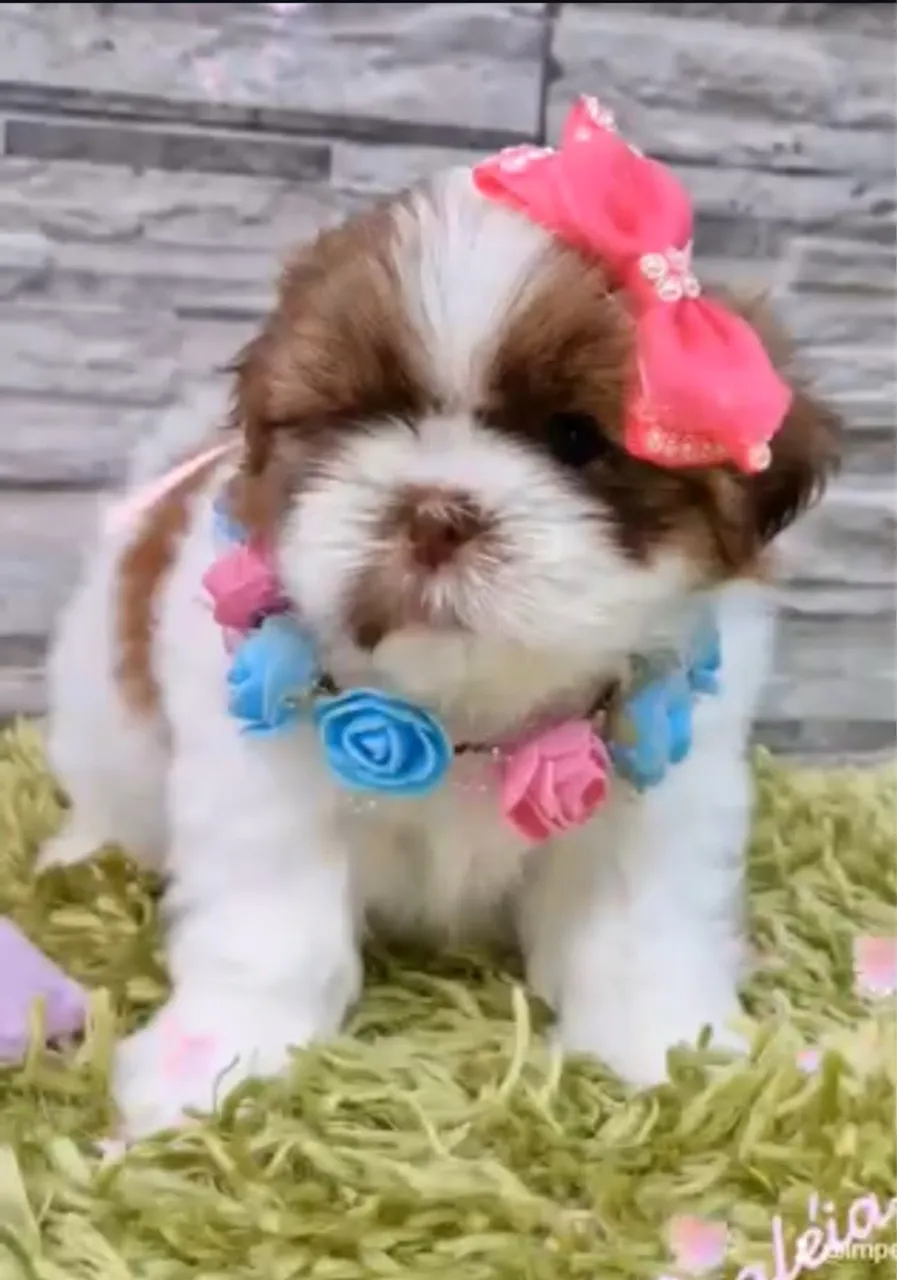 Mini Shitzu perfeito pra quem busca um companhia